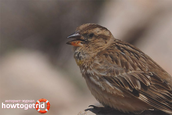Развъждане на камък врабчета