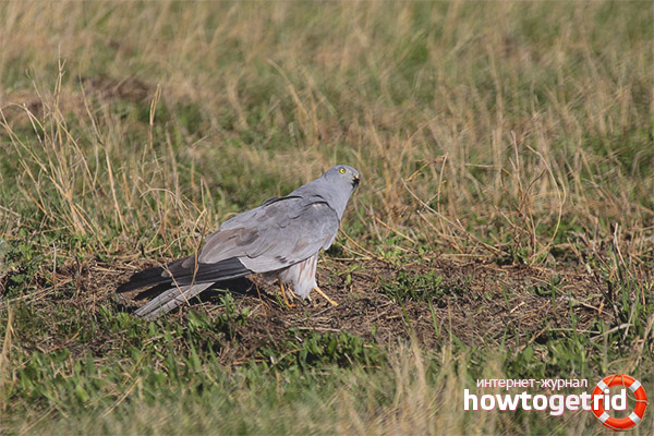 Размножаване на лунната луна