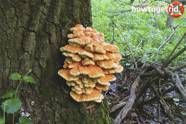 Устойчивост на сяра-жълто