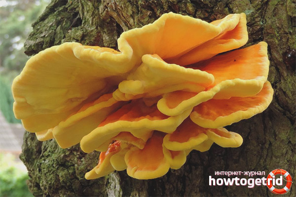 Свойства на сяра-жълто