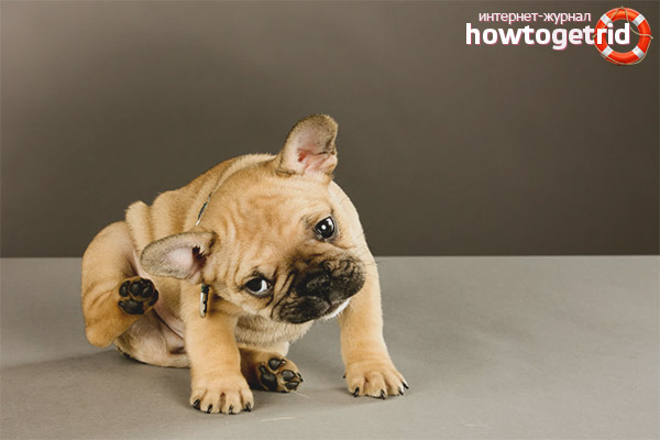 Алергия при кучета