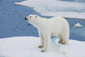  Полярна мечка