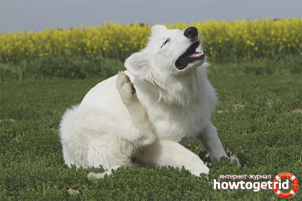 Кожни заболявания на кучетата