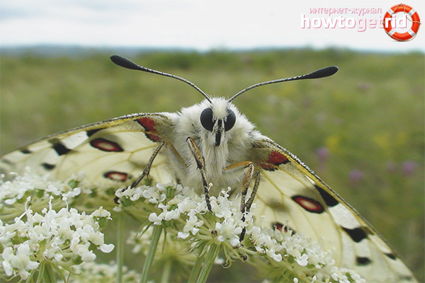 Броят на пеперудите на Аполон