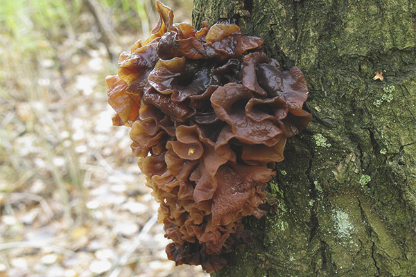 Тремела листа