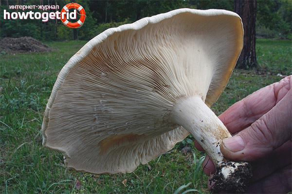 Лечебните свойства на гигантски говорещ