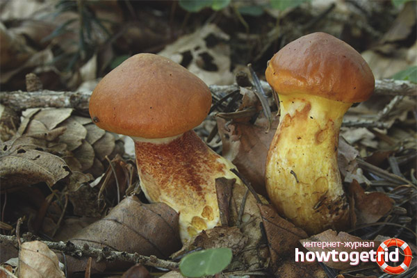 Медицински свойства на листно масло може