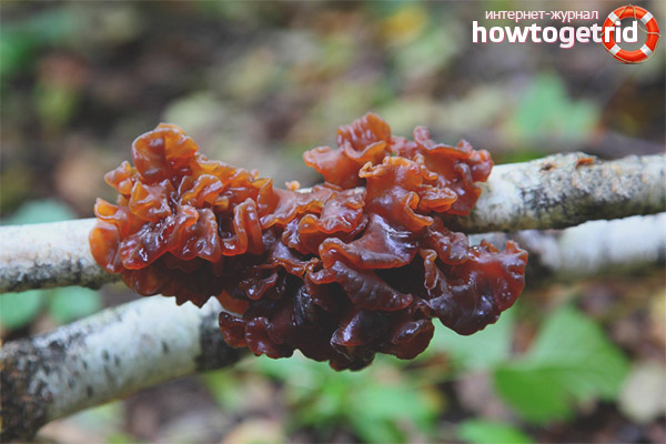 Възможно ли е да се хранят листови шейкъри