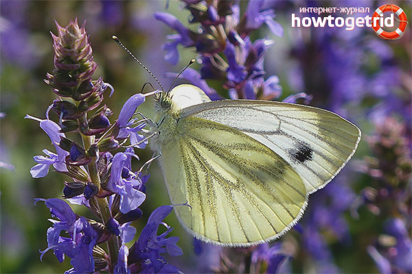 Пеперудата преживява стил на живот