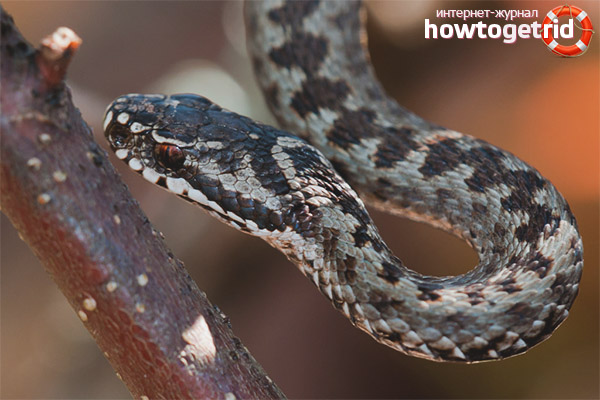 Начинът на живот и поведението на Viper