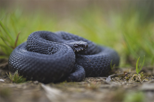 Common Viper