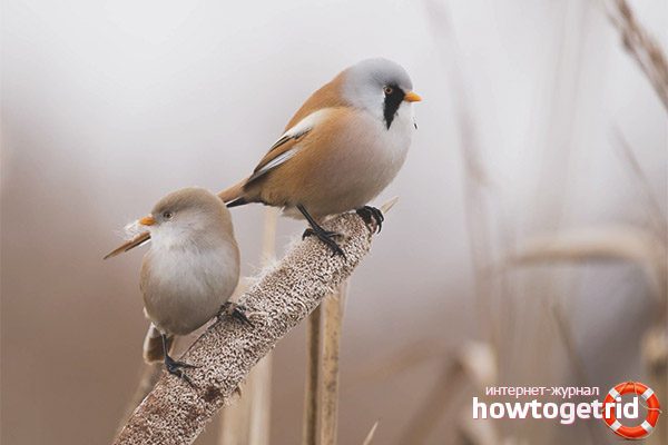 Разполага с пеене на балет