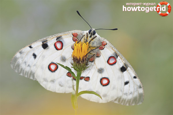 Панасиус аполо