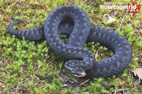 Храна за вируси