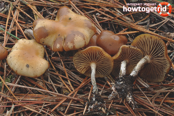 Psilocybe cyanescens