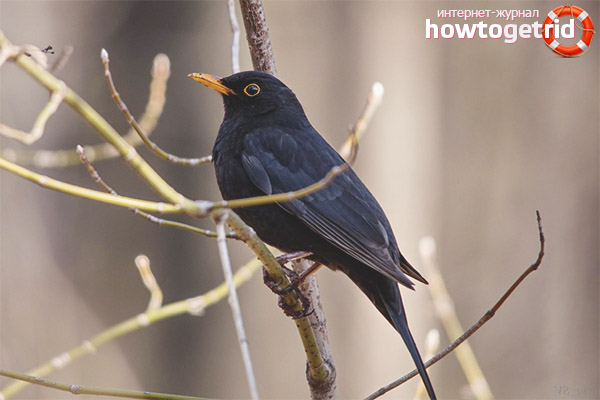 Възпроизвеждане на косми