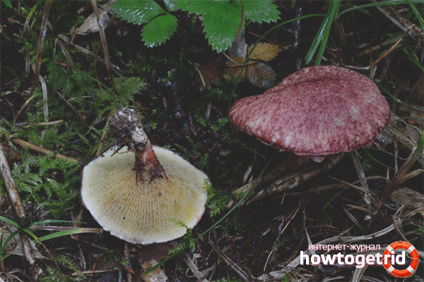 Молекулярни видове блато