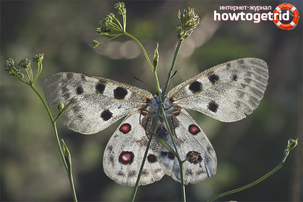 Метод на отглеждане на аполовите пеперуди