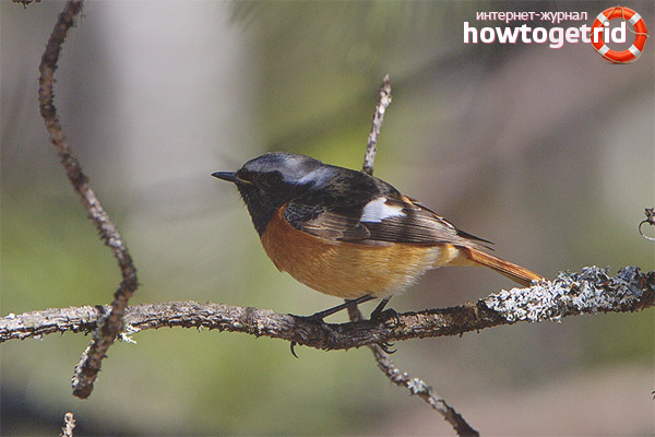 Сибирската рестриктивна хабита