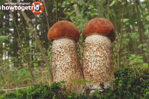 Хранене с червени бокали