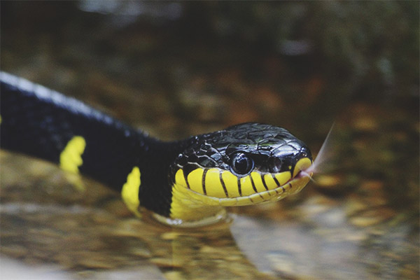 Мангрови змия