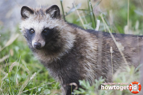Стил на живот на кучетата с миещи мечки