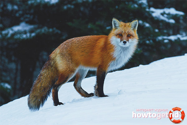 Фокс начин на живот