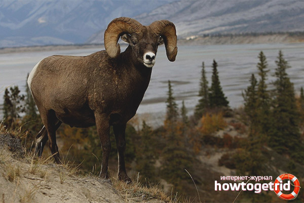 Овис амон амон