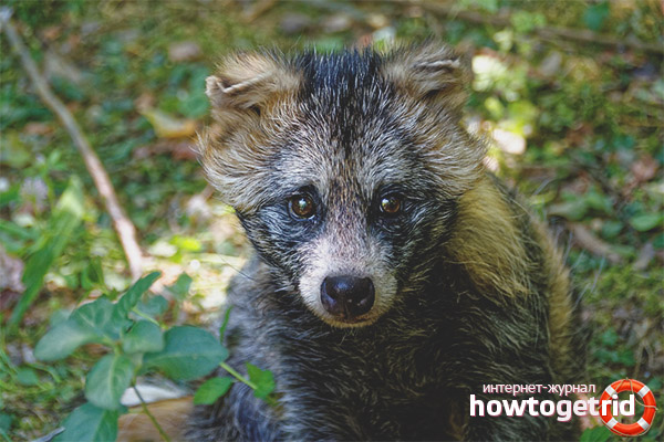 Месото на кучетата с миещи мечки