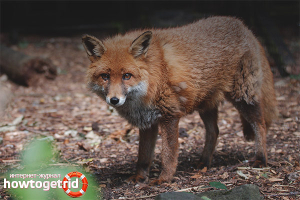 Животновъдство