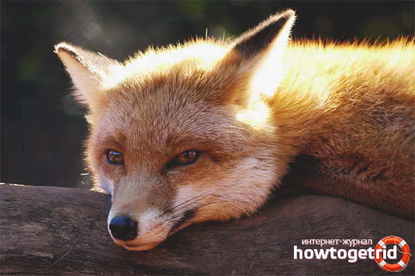 Съдържание лисици у дома