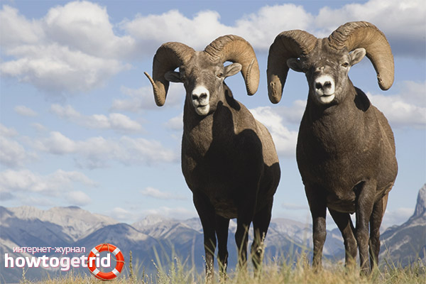 Habitat Altai планински овце