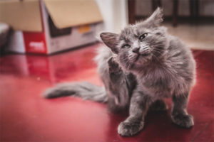  Бълхи котка