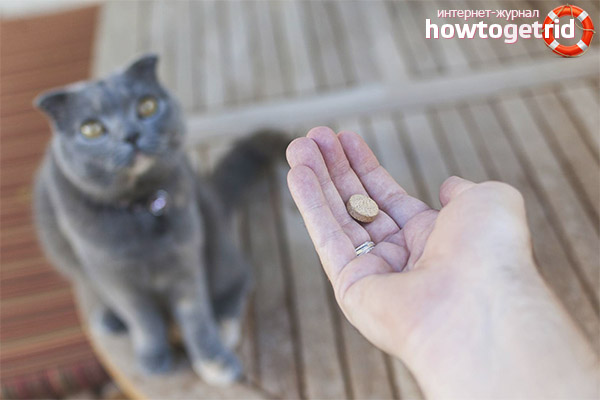 Химически успокояващи лекарства за котки