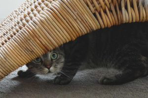  Как да адаптираме котка към нов дом