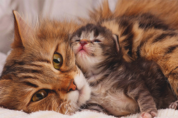 Как да се сприятеляват с възрастни котки с котенце