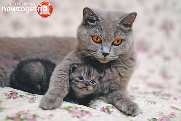 Как да въведем коте с котка