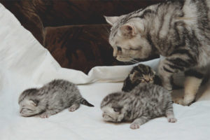  Когато коте може да бъде отнета от котка