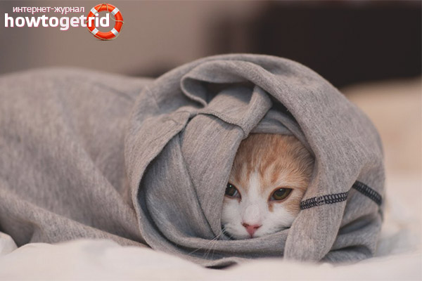 Котката трепери от студа