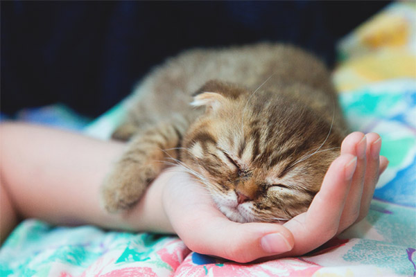 Трепереща котка