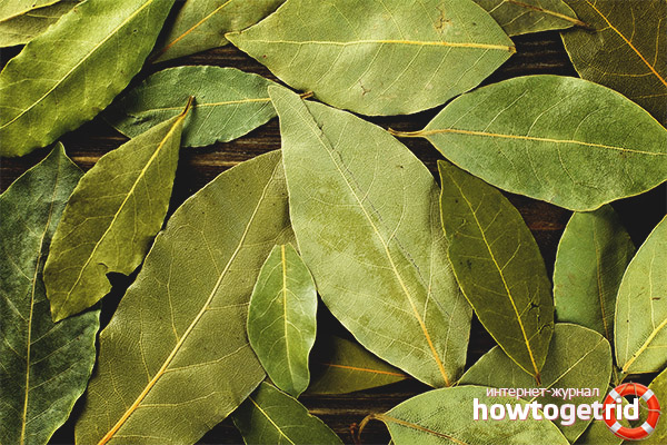 Лечебни свойства на дафинови листа