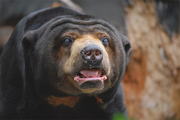 Малайска мечка