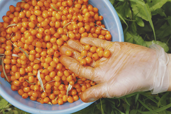 Възможно ли е да се яде морски зърнастец с кости