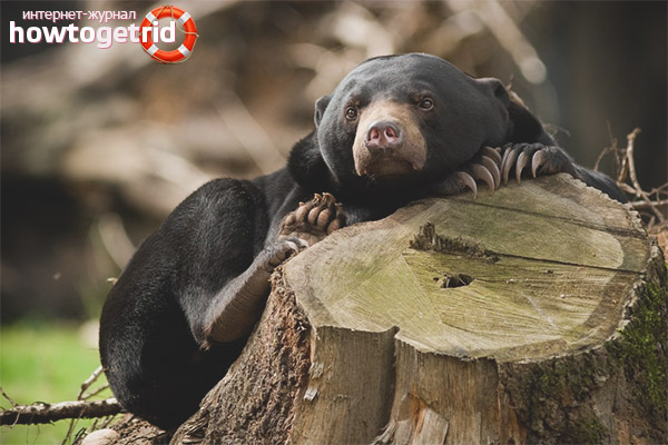 Меса меса меса