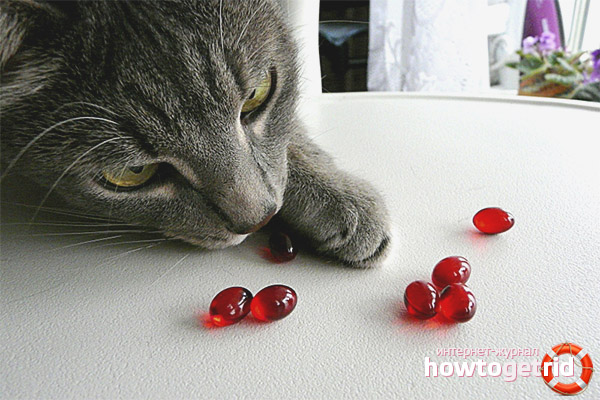 Руски витамини за котки от загуба на коса