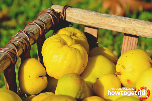 Условия, при които дюлята се съхранява за дълго време