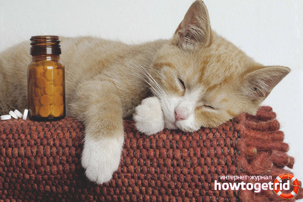 Седативи за котки с хипнотичен ефект