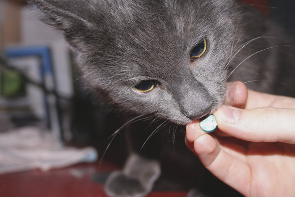 Витамини за котки от загуба на коса