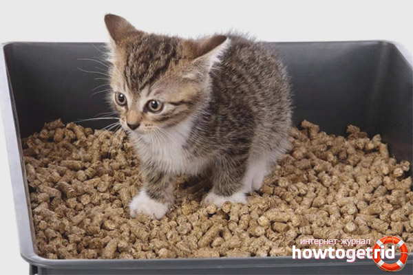 Вреди ли е котката да изкълчва пълнеж на тава