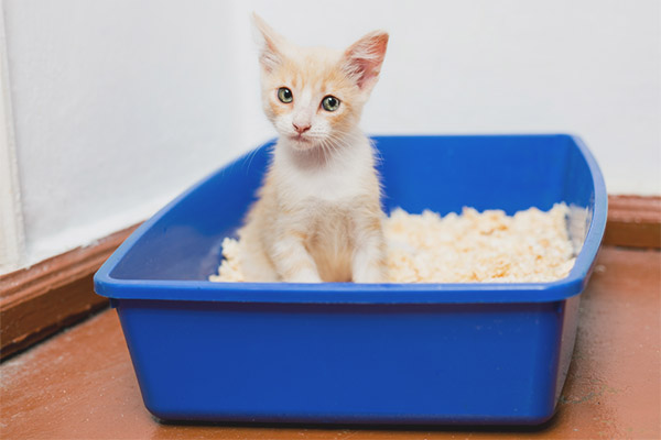 Течен изпражнения при котето